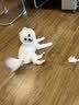梦茜儿纯种博美犬球形博美幼犬活体宠物狗狗茶杯犬博美狗小白狗小体博美 博美犬 2026-06-30 博美犬 宠物级 精品款 公 实拍图