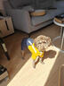 憨憨宠宠物狗狗衣服 狗衣服中小型犬泰迪衣服冬季加绒加厚背带裤猫衣服 黄色背带裤M号推荐7-8斤宠物 实拍图