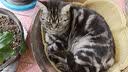 靓贝猫粮  成猫 幼猫  全价通用粮 1.5KG3斤 实拍图