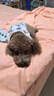 COCS狗狗衣服保暖加绒猫咪衣服冬季中小型犬泰迪博美棉衣四脚带牵引扣 卡其色 XL（建议体重12-16斤） 实拍图