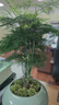开时果 文竹盆栽桌面摆件盆景 办公室植物竹子水培绿植盆景源头直发包邮 【推荐款】哥窑浅绿盆+苔藓+底座 实拍图