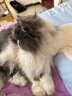 美滋元成猫猫粮 三文鱼味成猫粮全猫咪通用天然粮全价猫粮 【全价全期】牛肉猫粮2.5kg 实拍图