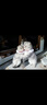小可爱猫粮桶装5斤成猫幼猫毛球管理猫粮英短折耳消化系统全阶段天然粮 毛球管理猫粮2.5kg 实拍图