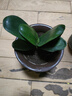 带盆带土6年大苗绿植盆栽室内精品花卉君子兰花苗花卉室内花卉鲜花花卉室内盆景盆栽绿植君子兰苗素颜 绿色君子兰8-10片带盆带土 实拍图