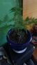 文竹盆栽植物室内办公室绿植花卉盆栽盆景四季常青小盆栽 中文竹【高25厘米】两盆 实拍图