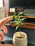 八芽海岛罗汉松指尖微型盆栽桌面小绿植迷你拇指好养植物源头直发包邮 罗汉松-白小雪梨盆 陶瓷盆-带盆栽好 实拍图