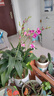 劉閣蘭花双色泼墨石斛兰盆栽兰花苗 红+紫薇组5支花剑配冰裂盆源头直发 实拍图