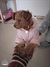 阿莫尔可爱宠物狗狗衣服泰迪小型犬加厚秋冬装四脚加绒猫咪衣服棉衣服饰 大眼睛（粉色） L 建议8-10斤 实拍图