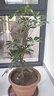 八方来财鸭脚木招财树鹅掌柴室内绿植净化空气吸甲醛花卉绿植好养 带老桩高40-50cm 不含盆 实拍图