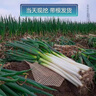 京鲜生正宗山东章丘大葱精品大葱8斤 新鲜蔬菜特产礼盒源头直发 实拍图