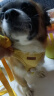 嬉皮狗小狗狗牵引绳背心式遛狗绳子小型犬胸背带狗链子 L码 建议8-16斤 实拍图