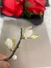 纪诗哲（GIEVSZHE）和田玉玉兰花胸针女新款别针配饰高级感送领导长辈生日礼物送女友 玉兰花和田玉胸针【当日/次日达】 实拍图