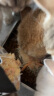 MamyPets磷虾蛋黄肉松冻干猫零食猫粮伴侣营养宠物猫咪粮挑食鸡肉松40g 实拍图