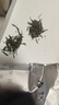 音朗茶叶绿茶 黄山毛峰 2025新茶雨前特级高山嫩芽茶叶礼盒2罐共150g 实拍图