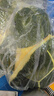 巴迈尔滑雪护臀护具小乌龟护屁股垫套装绿乌龟防摔护膝成人单双板装备 深林绿【护臀】小乌龟 均码（80-180斤）加大加厚款 实拍图