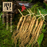 新鲜人参  长白山现挖 东北带土鲜参 人叁煲汤泡水泡酒料 鲜人参250g（5-10支装） 实拍图