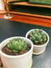 绿荫巷子多肉植物组合套餐肉肉室内植物办公室电脑桌面盆栽好养活小盆栽 【樱水晶】颗大 含瓷盆+托 实拍图