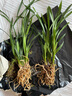 劉閣蘭花兰花苗 香妃 有香味的夏带花苞出售室内外花卉绿植盆栽草观花植物 红满天4苗带花苞 加盆土肥说明书 实拍图