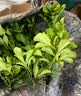 萌肉居沙漠玫瑰四季种植盆栽花卉绿植长花期室内随机色原盆土源头直发 实拍图