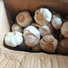 静益乐源山东紫皮蒜大蒜干大蒜蔬菜批发干蒜自种大蒜种子多瓣蒜当季蔬菜 【单果4-5cm】精品大蒜带箱1斤 精选今年大蒜 实拍图