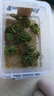 疯狂水草（FKSC）浮萍鱼缸水草水培植物一叶莲水芙蓉养龟鱼池造景直接入缸水上烟花 【小缸点缀】鱼缸造景套餐 实拍图