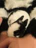 蔻丝兔笼兔子专用笼子家用室内大号睡觉小窝养殖特大号荷兰猪豚鼠别墅 【双层卧室版】73*37*71 实拍图