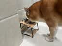 POPOCOLA猫碗陶瓷斜口保护颈椎狗狗食盆宠物猫粮加高脚猫咪防打翻饭碗狗碗 木架陶瓷单碗【内径11.7cm】 实拍图