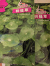 【当季新种】铜钱草金钱草水养种籽水培土培花种子大号四季庭院 铜钱草种子/包约100粒 3包 实拍图