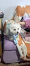 欢宠网宠物猫咪狗狗衣服小狗猫衣服泰迪柯基比熊小型犬小猫幼犬猫猫衣服 实拍图