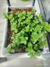 寿禾 香草苗大全薄荷苗盆栽带土可食用秧苗冬春季四季观赏绿植薄荷叶 留兰香薄荷苗5棵 实拍图