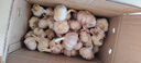 食尚半岛山东金乡鱼台大蒜多瓣祘头蒜种当季农家自种干蒜新鲜蔬菜紫皮批发 精品大蒜【中果】4-5公分3斤 实拍图