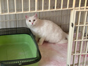 小佩五合一混合猫砂 活性炭豆腐混合 膨润土猫砂可冲厕所除臭 5合1混合砂 2.4kg 规格 实拍图