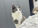小毛豆猫条成幼猫鸡肉三文鱼肉泥零食营养猫湿粮成猫零食肉肉条湿粮包 【新客尝鲜】鸡肉 15g*6支 实拍图