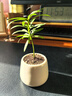 八芽海岛罗汉松指尖微型盆栽桌面小绿植迷你拇指好养植物源头直发包邮 罗汉松-白小雪梨盆 陶瓷盆-带盆栽好 实拍图