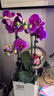 爱优尚蝴蝶兰带花苞盆栽秋冬兰花苗年宵花四季花卉植物紫白室内源头直发 实拍图