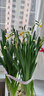 绿丝绦水仙花水培花卉进口洋水仙种球耐寒好养活冬季年宵盆栽植物 水仙种球4个 实拍图