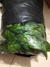 八千城仿真绿植藤条葡萄叶水管道装饰塑料假花葡萄藤蔓物叶子吊顶装饰 90叶立体绿萝叶-5条装 实拍图