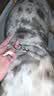 磊嘉狗绳 遛狗绳 狗链 铁链 P链 训犬项圈 20-60斤#3.0mm*55cmP链-无配件 实拍图