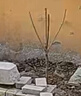 欧悟【买2颗送1颗】嫁接车厘子树苗大樱桃树苗盆栽果树苗木南北方种植 黑珍珠车厘子树苗 八年大苗（爆果） 实拍图