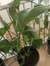 【金钱树】盆栽客厅室内植物钱串子大型发财绿植乔迁开业送盆花卉 20-25株 0.9-1.1米菱形树脂盆 送肥料 实拍图