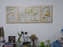 猫九酱奶油风客厅装饰画简约绿植沙发背景墙挂画卧室床头三联壁画 实拍图
