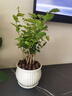 开时果 茉莉花盆栽浓香型 桌面绿植物阳台花卉树苗盆景摆件源头直发包邮 精品茉莉花5-10株【花瓣瓷盆】 实拍图