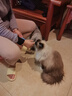 吉芙全价主食猫条鱼油猫条0胶0淀粉鸡肉兔肉成幼猫湿粮包宠物猫咪食品 【经典款】鸡肉三文鱼整盒 实拍图