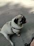 优瑞派狗粮 泰迪贵宾比熊博美柴犬 小型犬主粮 幼犬500g 实拍图