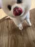 梦茜儿纯种博美犬球形博美幼犬活体宠物狗狗茶杯犬博美狗小白狗小体博美 博美犬 2026-06-30 博美犬 宠物级 精品款 公 实拍图