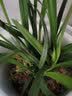 劉閣蘭花兰花苗 新品经典色花荷瓣 江山 冬带花苞出售阳台好养花卉盆栽 夜明珠4苗连体，带花肥 实拍图