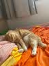 玲珑猫宠物智能可视自动喂食器 猫碗猫粮狗粮定时定量猫咪自动投食器 自动版+2.5L饮水机 实拍图