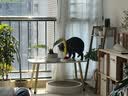 路斯猫条猫零食咪零食能量主食猫草宠物湿粮成猫幼猫通用猫咪湿粮猫饭 鸡肉羊奶牡蛎12g*20支/袋 实拍图