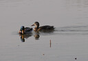 适马（SIGMA）100-400mm F5-6.3 DG DN OS｜Contemporary 全画幅无反 微单 长焦镜头（索尼卡口） 实拍图