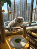 MamyPets猫爬架猫窝猫抓板一体剑麻猫抓柱小户型不占地猫架子猫窝猫咪玩具 【椰子树猫爬架】太空舱款 实拍图